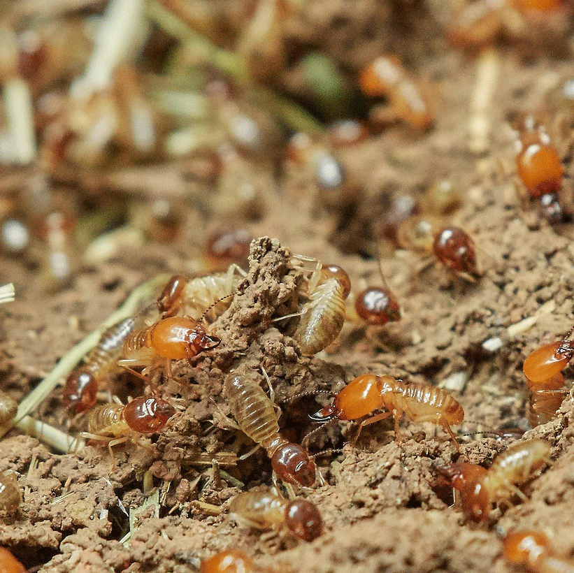 Termite Control Company